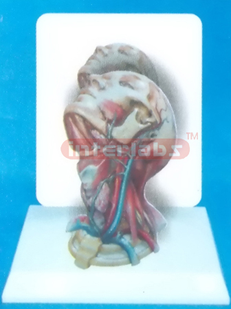 DESK- TYPE, HUMAN HEAD & NECK DISTRIBUTION MODEL FOR MAIN ARTERY WITH DESCRIPTION PLATE